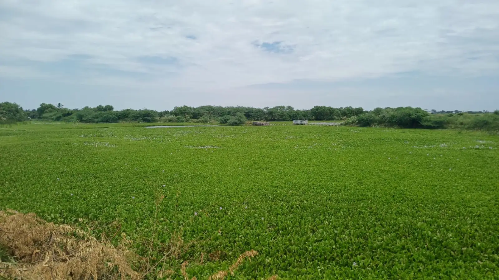காவிரி நீர் கடைமடையைச் சென்றடையுமா? ஏக்கத்தில் டெல்டா விவசாயிகள்... 