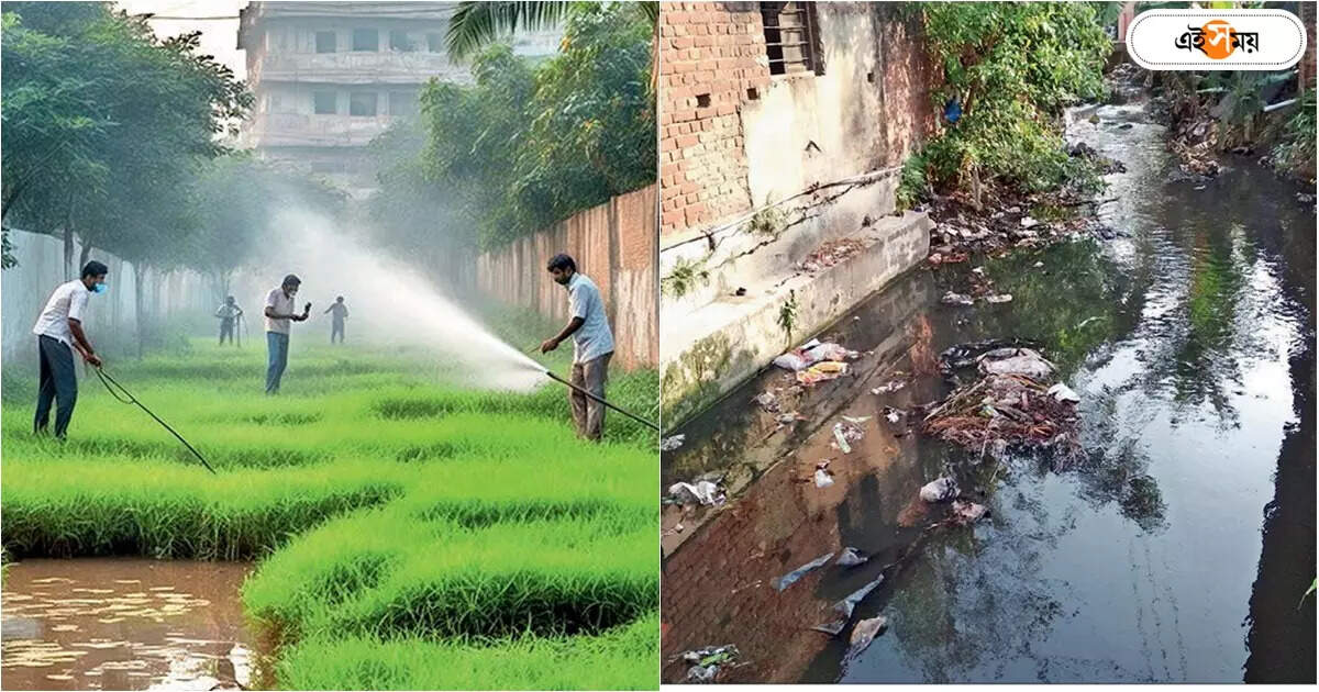 Dengue Surge : কলকাতা পুরসভা ফাঁকা জমিই ভিলেন? ডেঙ্গি রুখতে বিশেষ টিমও তৈরি – kolkata municipal corporation is active to prevent dengue