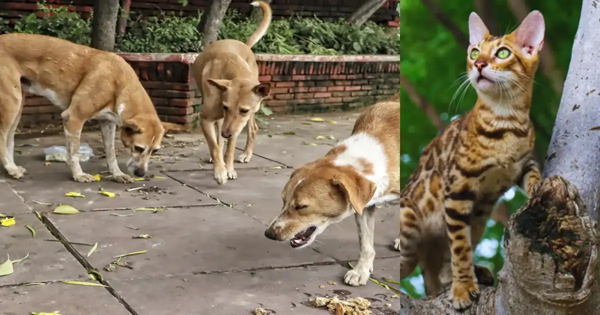 நாய் கடிச்சா மட்டும் இல்ல பூனை எச்சம் பட்டால் கூட ராபிஸ் வரும்னு டாக்டர் சொன்னார்:ராதாரவி 