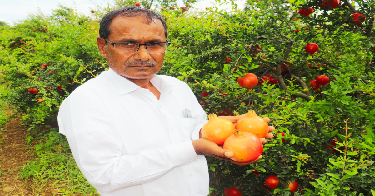 Success Story : डाळिंबाच्या शेतीतून बक्कळ कमवलं, कमी खर्चात फुलवली बाग; यशोगाथा वाचून थक्क व्हाल…