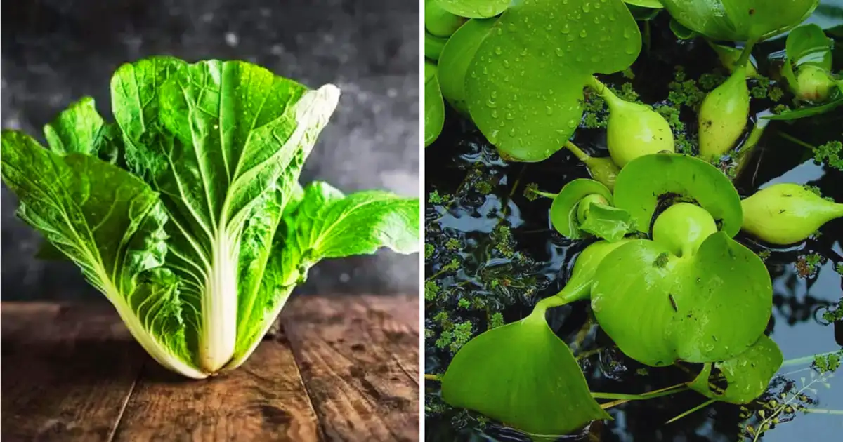 Earth's 5 Most Powerful Vegetables, More Protein And Calcium Than