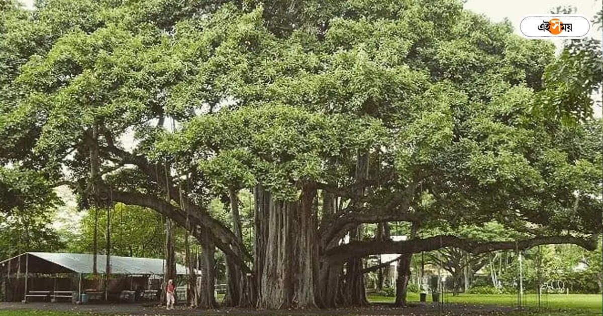 Banyan Tree Arrested,খুন! ১০০ বছরের জন্য গ্রেপ্তার বটগাছ – banyan tree arrested for 100 years in dooars fun city