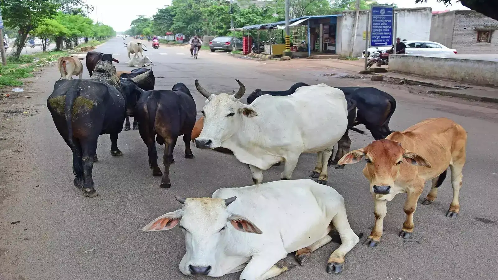 சென்னையில் மாடுகளின் தொல்லை நாளுக்கு நாள் அதிகரிப்பு! 
