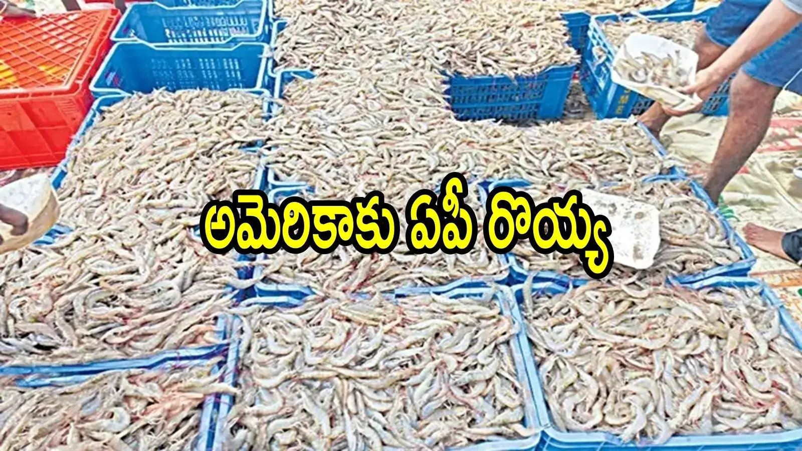 థాంక్యూ ట్రంప్ మామ.. హమ్మయ్యా ఆంధ్ర రొయ్యకు ఊపిరొచ్చింది.. కాకపోతే చిన్న మెలిక ఉంది