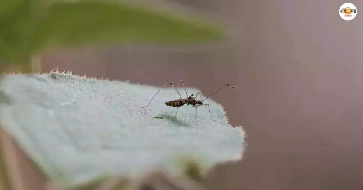 Dengue Update: শুধু শহর নয়, ডেঙ্গি বাড়ছে গ্রামেও – swasthya bhawan report declared 8300 people have been infected with dengue till friday