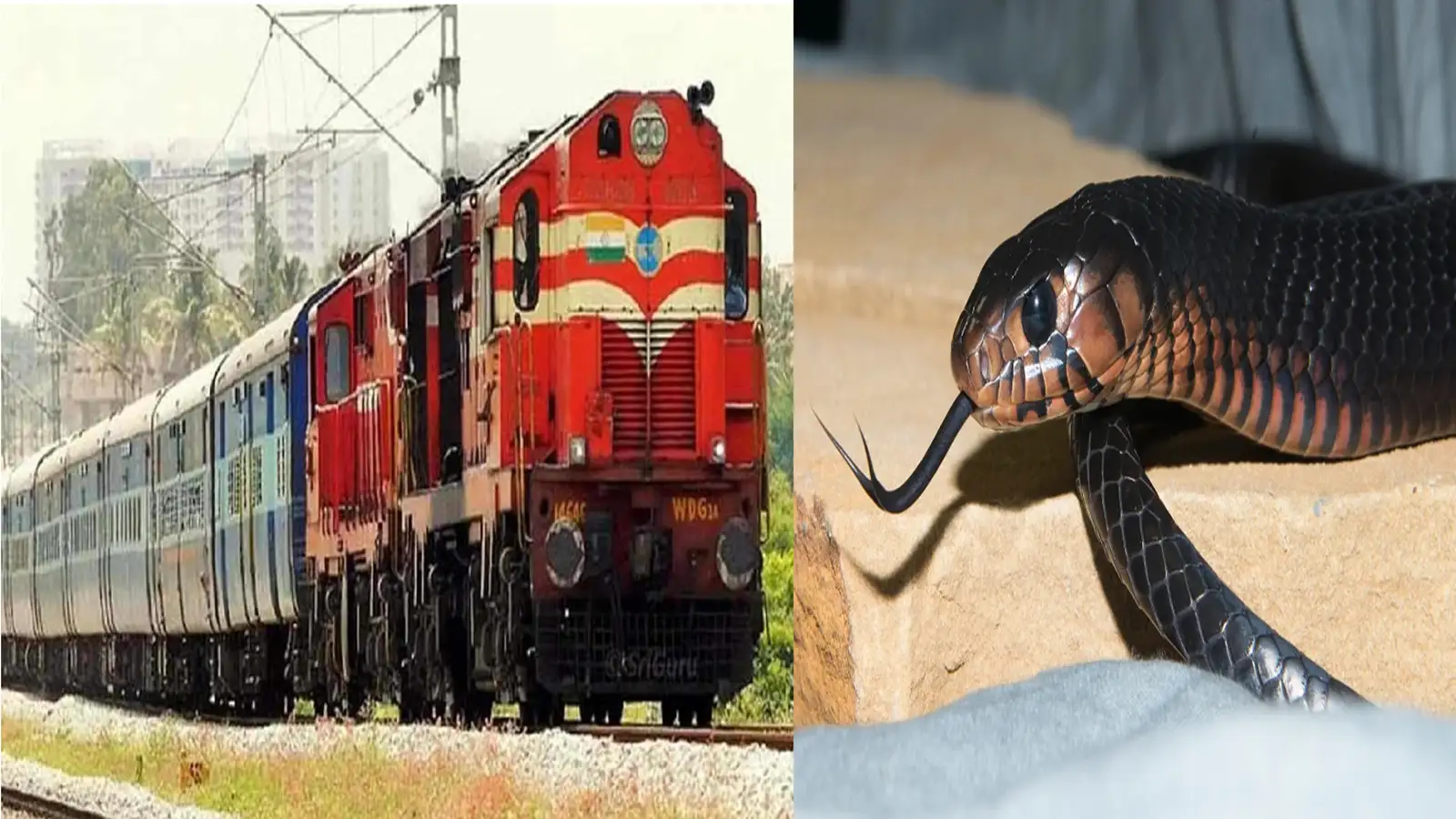 மதுரை-குருவாயூர் எக்ஸ்பிரஸ் ரயிலில் இளைஞருக்கு பாம்பு கடி! சக பயணிகள் அதிர்ச்சி! 