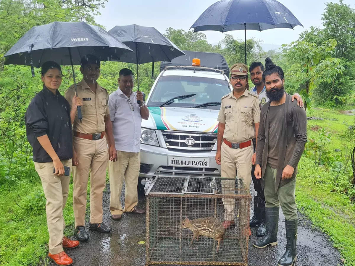 माणगावात मूषक हरीण आढळलं, संपूर्ण रायगडमध्ये एकच चर्चा, वैशिष्ट्ये काय?