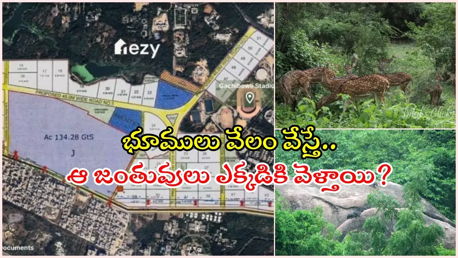 హైదరాబాద్‌లో అతిపెద్ద అర్బన్ ఫారెస్ట్ 'కంచ గచ్చిబౌలి'.. దాన్ని నాశనం చేస్తే ఎలా..?, ప్రభుత్వ తీరుపై వ్యతిరేకత