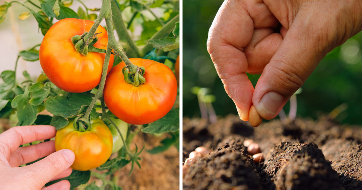 Buy these seeds for 20 rupees, you will get vegetables in bags, you will not even need to buy them in winter