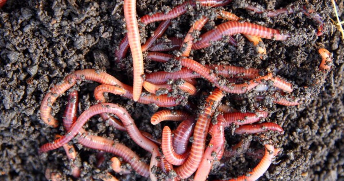 What home remedy kills earthworms: बाथरूम-किचन की