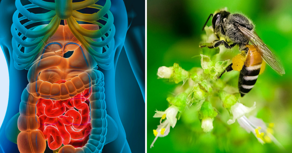 Miracle! Cancer will be cured in 1 hour with bee venom, scientists told- this is how you can use it