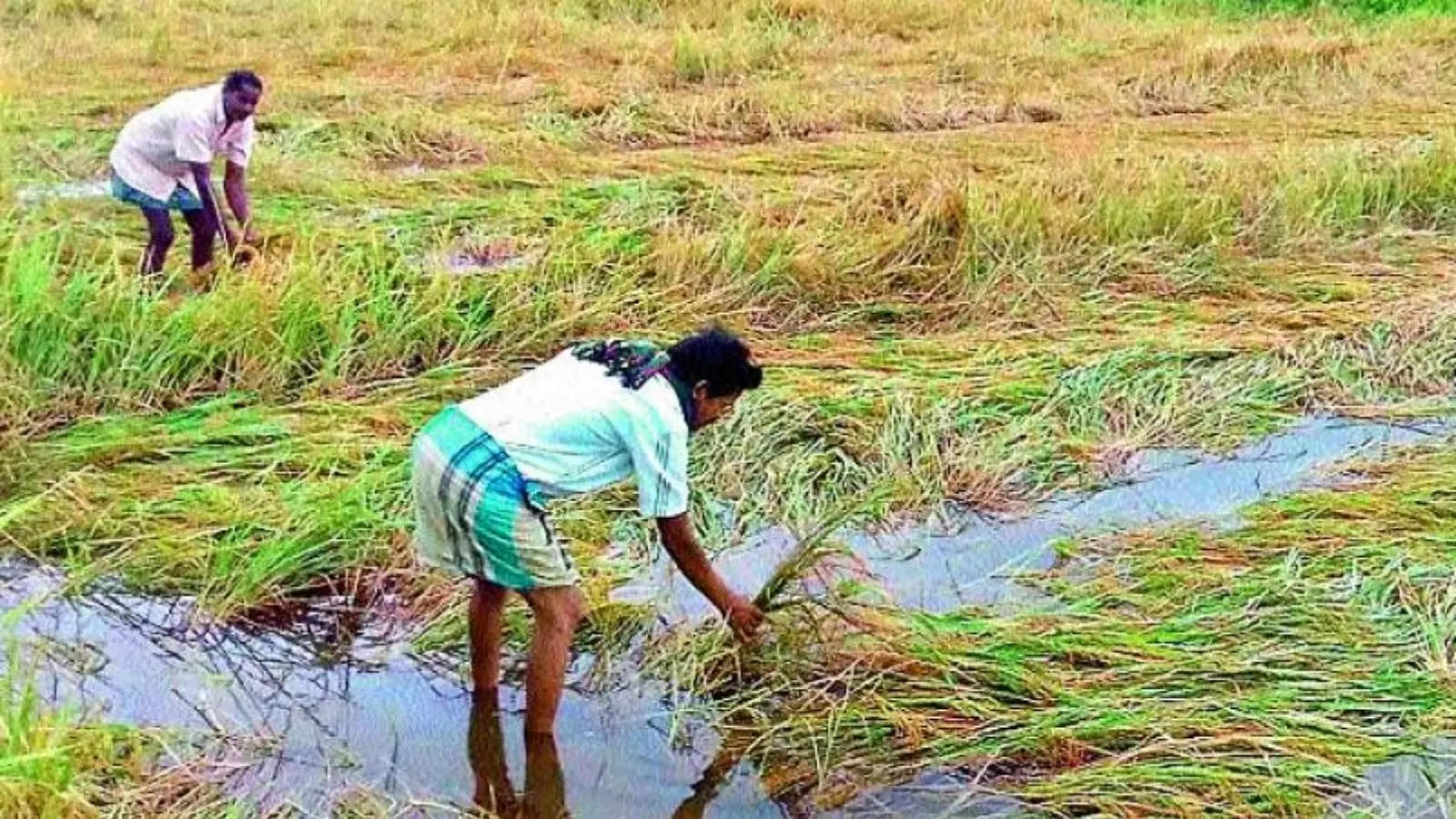 వీళ్లకు మాత్రమే పంట నష్ట పరిహారం.. విధివిధానాలు ఖరారు