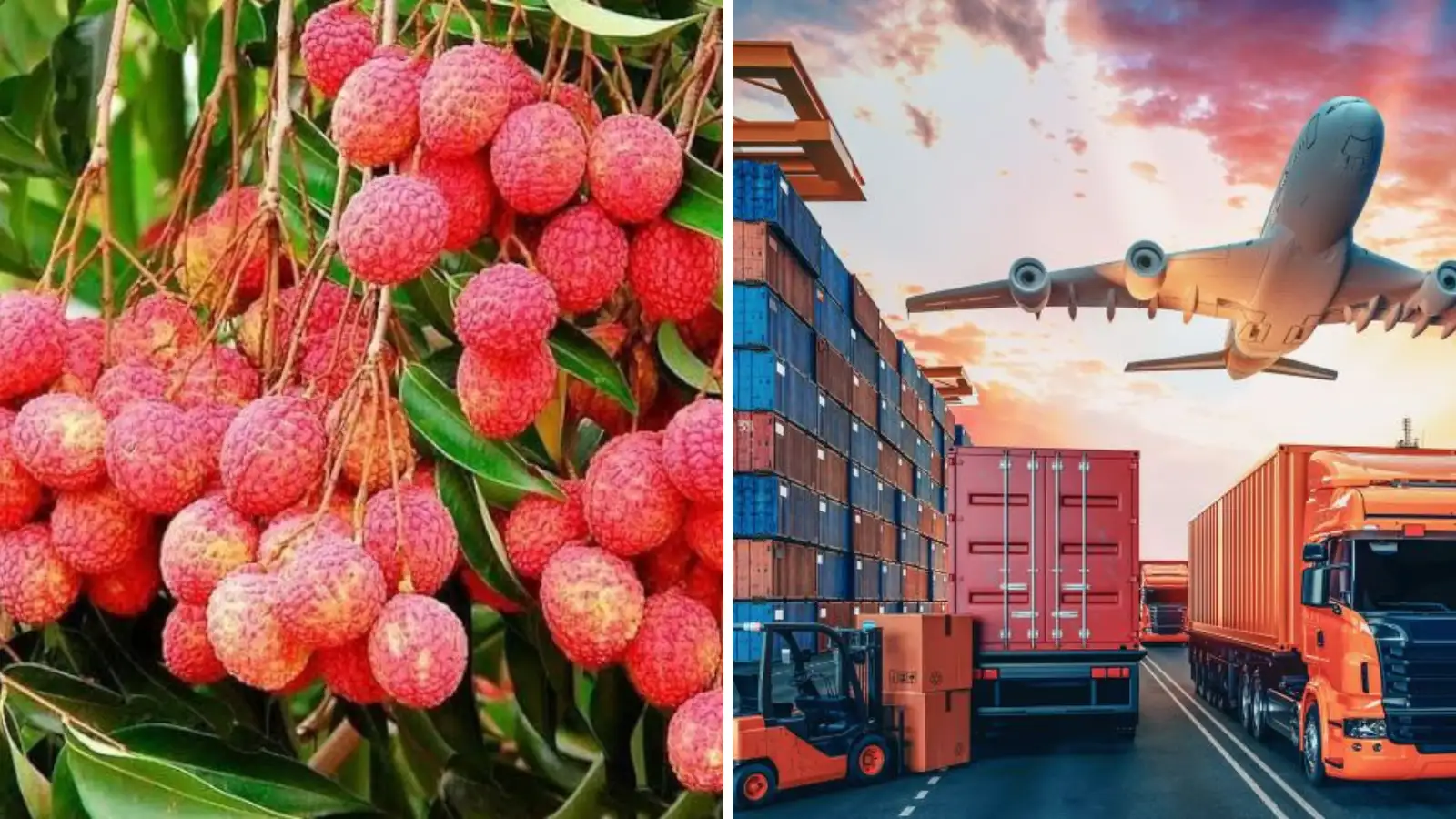 லிச்சி பழங்கள் ஏற்றுமதி.. இந்தியாவில் இருந்து கத்தார் நாட்டுக்கு லோடு! 