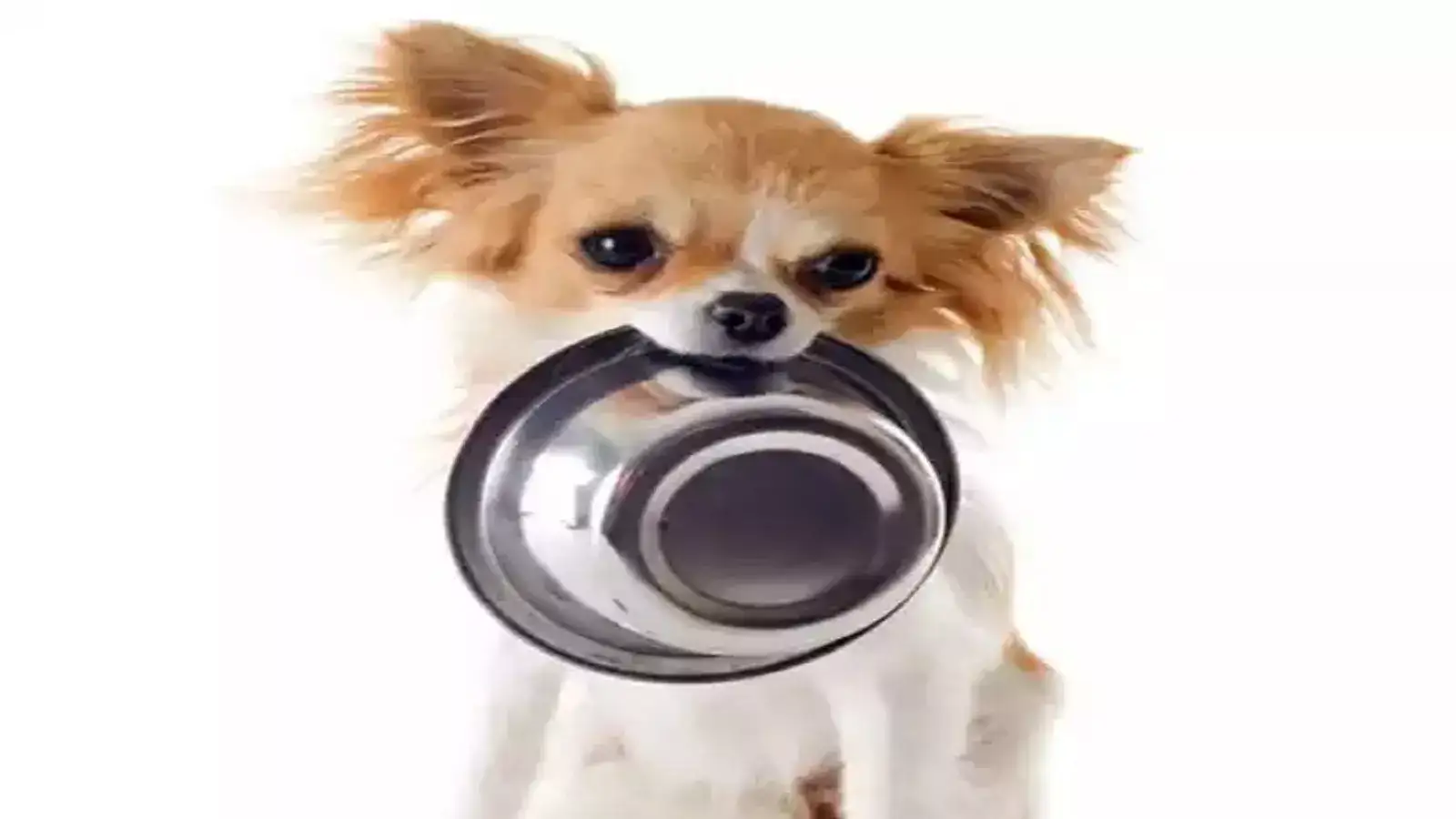 வீட்ல நாய் இருக்கா? அப்போ உடனே இத பண்ணுங்க... செக் வைத்த சென்னை மாநகராட்சி! 