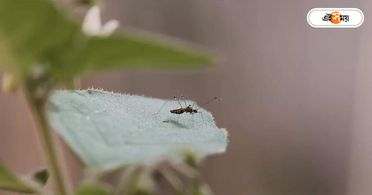 Dengue Mosquito,ডেঙ্গি মোকাবিলায় নির্মীয়মাণ বহুতলে নজর এনকেডিএ’র – nkda keep multi storage construction sites clean to combating dengue mosquito