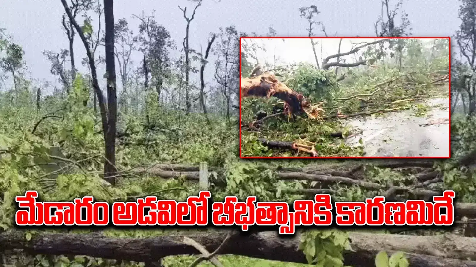 ములుగు అడవిలో బీభత్సానికి కారణమిదే.. ఇలాంటి ఘటన నివాస ప్రాంతంలో జరిగితే?!