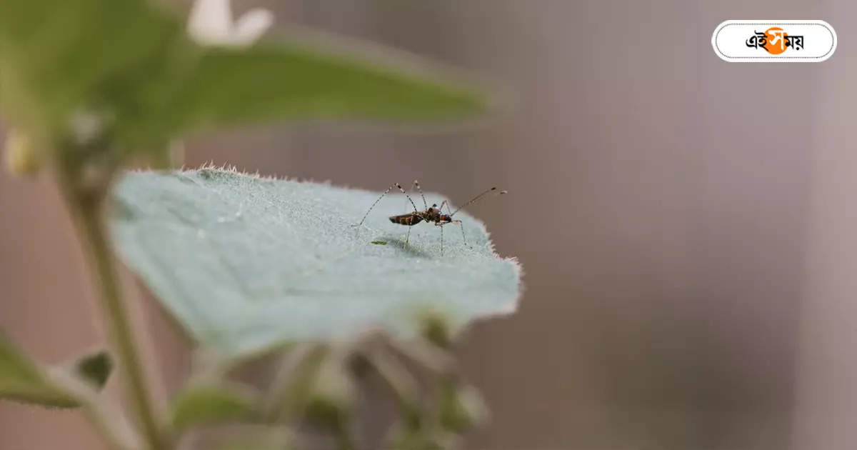 Dengue Guidelines,ছোটদের ডেঙ্গিতে বিশেষ সতর্কর্বার্তা স্বাস্থ্য দপ্তরের – west bengal health department send special guidelines government hospital on dengue