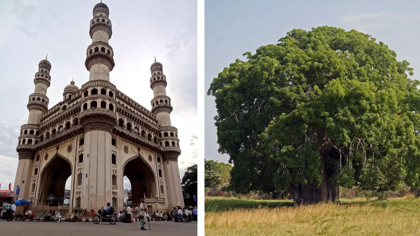 There is a 450 year old tree in this city, inside which 40 people can live, once robbers used to hide here, today it is a tourist place.