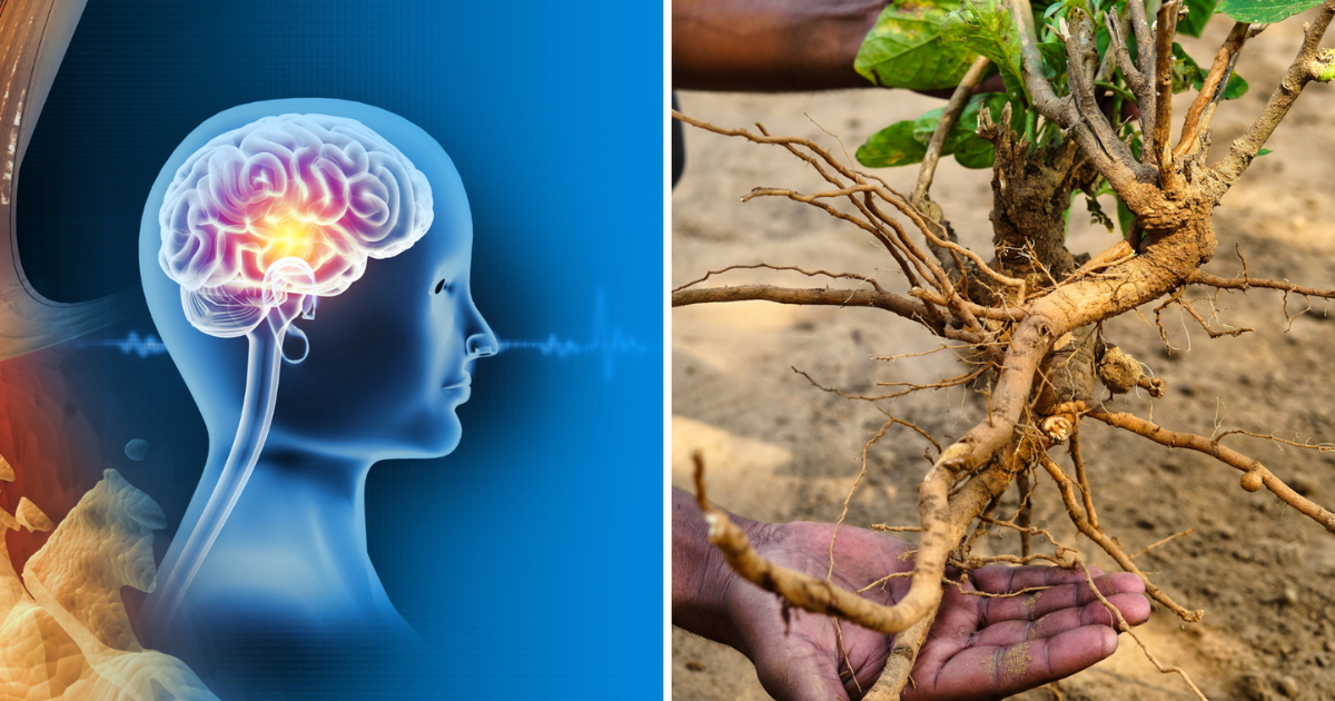 How To Increase Iq Level Of Brain,दिमाग की नसों को ताकत देंगे 6 ...