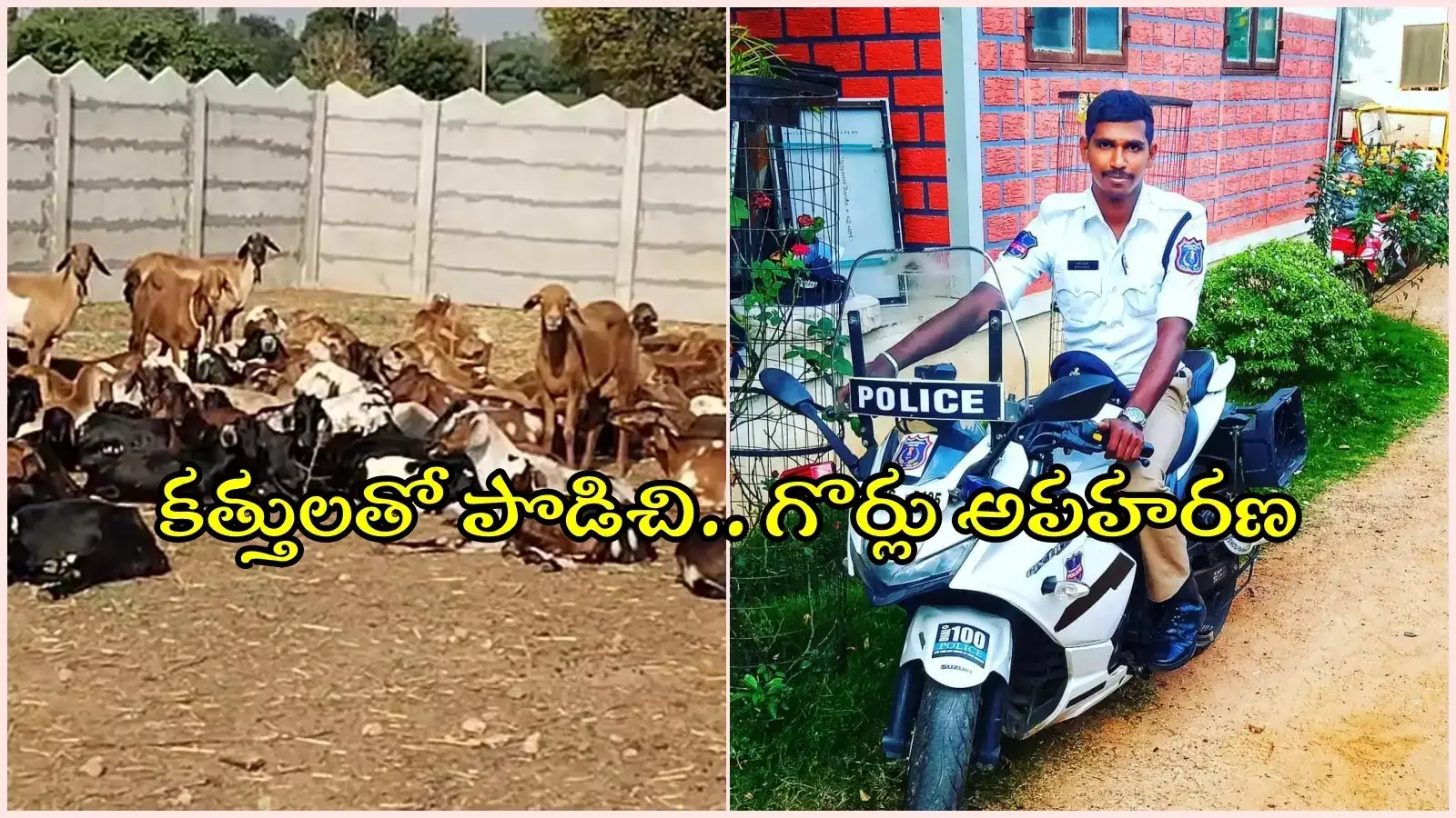 గొర్రెల మంద కాపలాకు వెళ్లిన కానిస్టేబుల్.. కత్తులతో దాడి చేసి 70 గొర్లను ఎత్తుకెళ్లిన దుండగులు