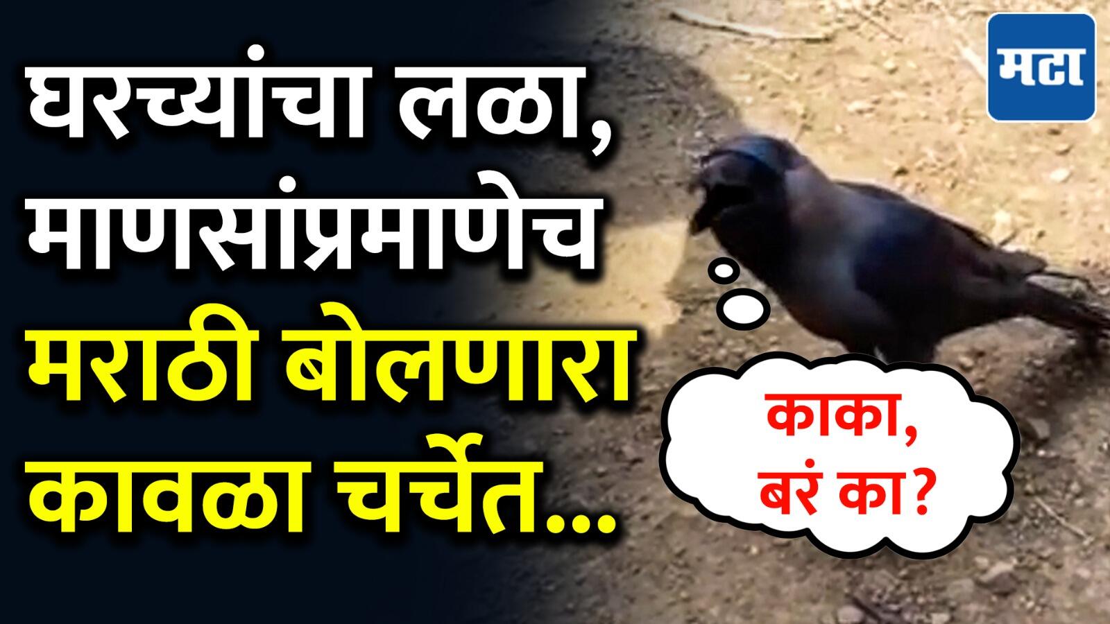 अंगा खांद्यावर बसतो, सोबत जेवण करतो… माणसाप्रमाणे मराठीतून बोलणारा पालघरमधील व्हायरल कावळा!