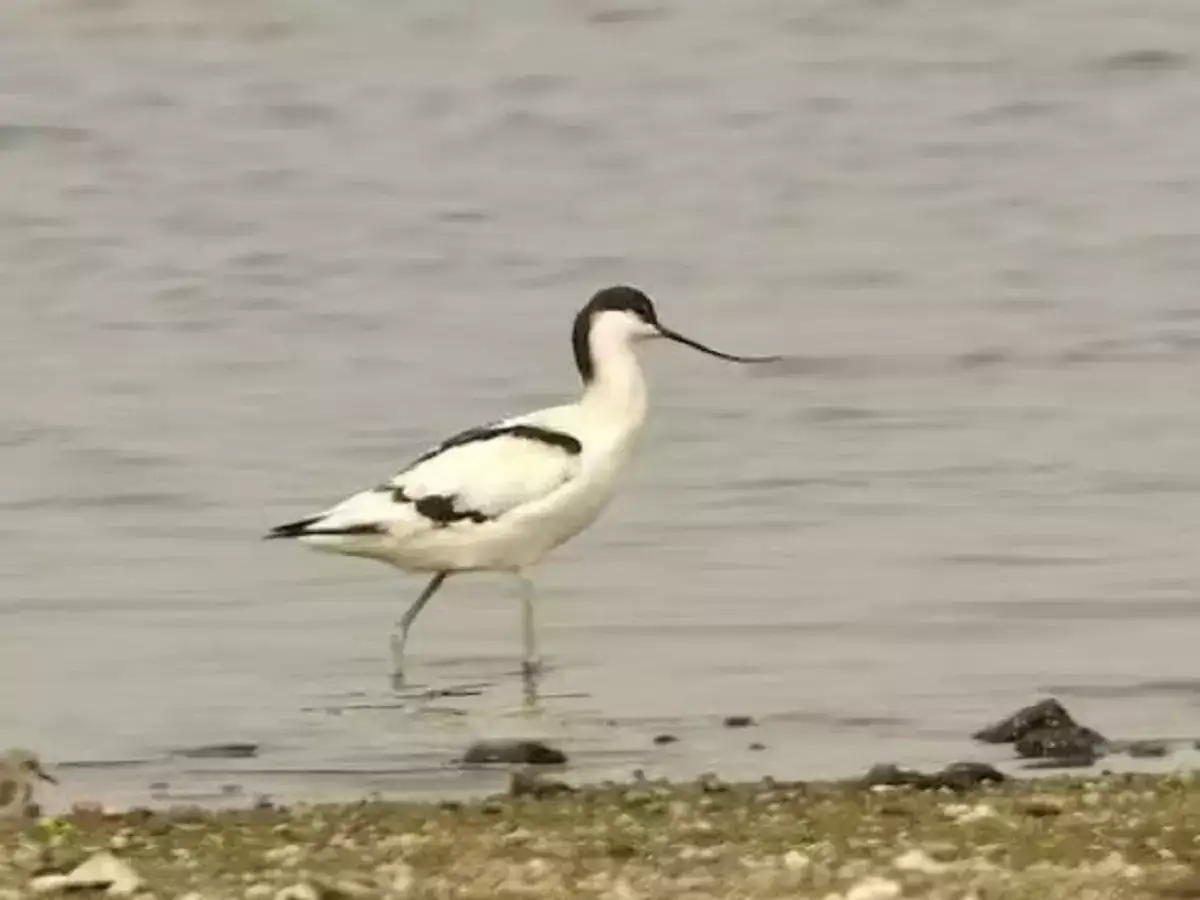 திருப்பூர் நஞ்சராயன் குளம்: புதிதாக தென்பட்ட வளைமூக்கு உள்ளான்... எந்த நாட்டு பறவை தெரியுமா? 