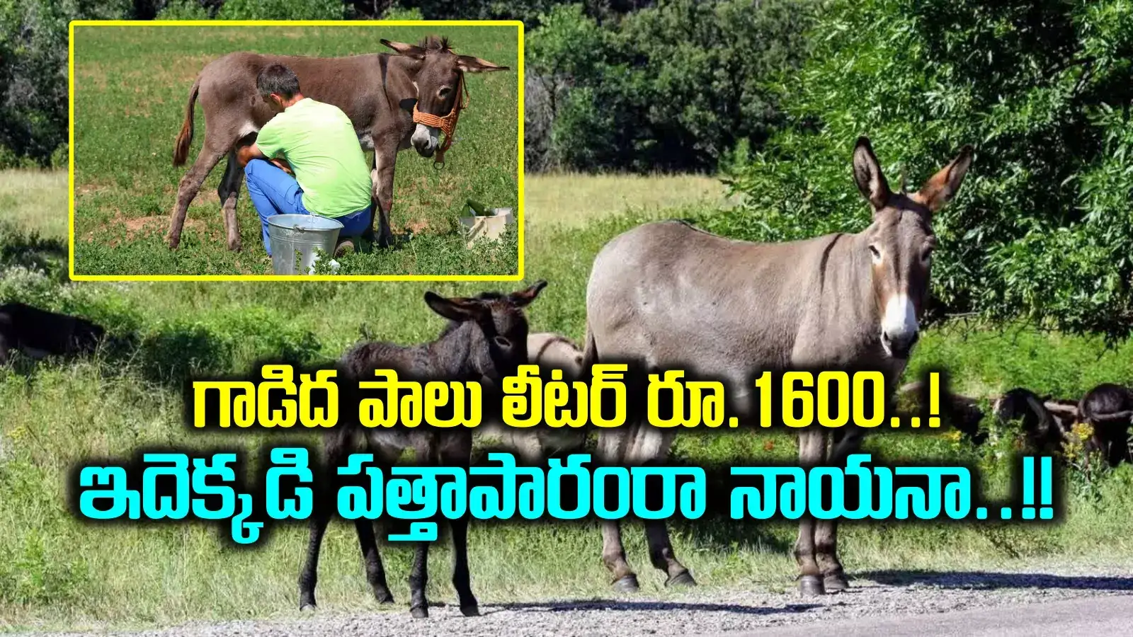 గాడిద పాల వ్యాపారం.. నెలకు లక్షల్లో ఆదాయం.. ఐదుగురు కలిసి ఏకంగా రూ.100 కోట్లు.. అలా ఎలారా..!