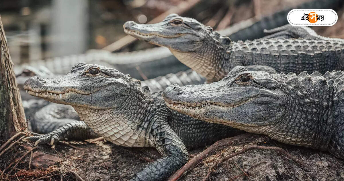 Crocodile In Gange,কলকাতায় কুমির? লাটে গঙ্গাস্নান, আতঙ্ক বিভিন্ন ঘাটে – crocodile fear in kolkata ganges river bathing stop