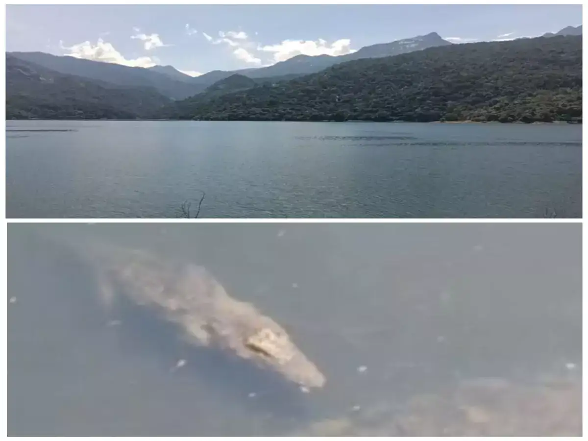 நெல்லை காரையாறு அணையில் மீண்டும் முதலை நடமாட்டம்! 