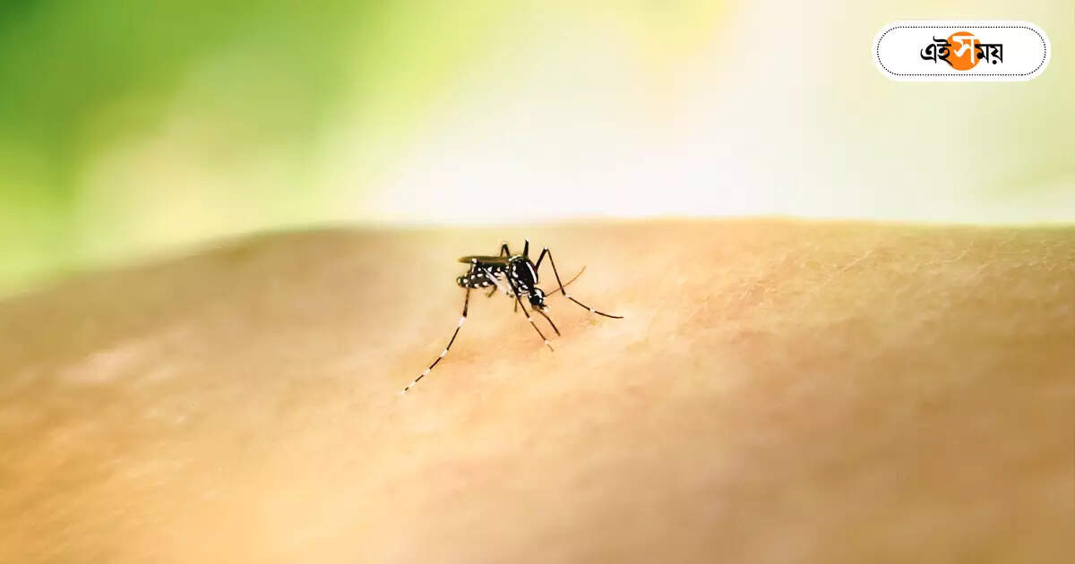 Dengue Fever,অচেনা উপসর্গ নিয়ে হাজির ডেঙ্গি, চিকিৎসায় দিশা দেখাতে কর্মশালা – west bengal health department organized a workshop doctors to recognize new symptoms of dengue fever
