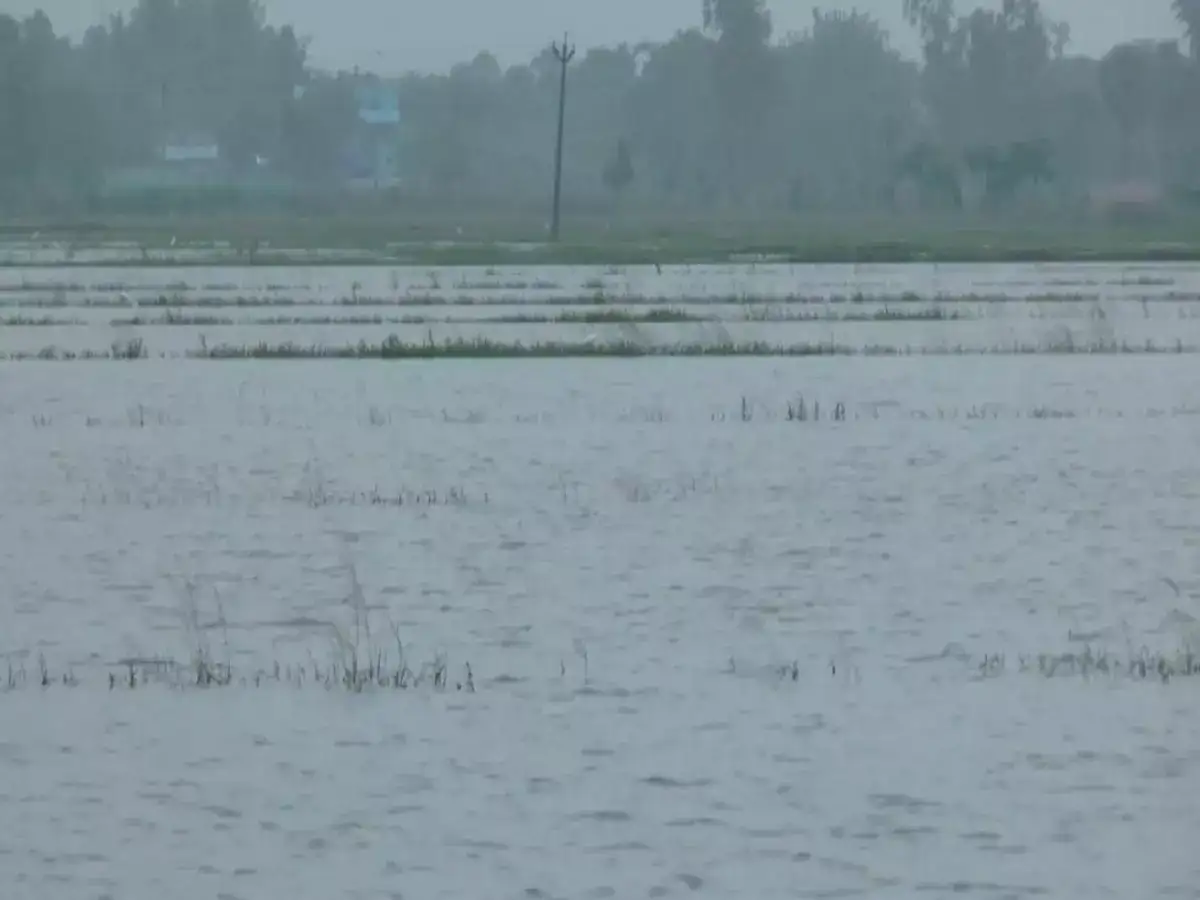 நாகையில் 40,000 ஏக்கர் சம்பா பயிர்கள் மழைநீரில் மூழ்கி நாசம் 