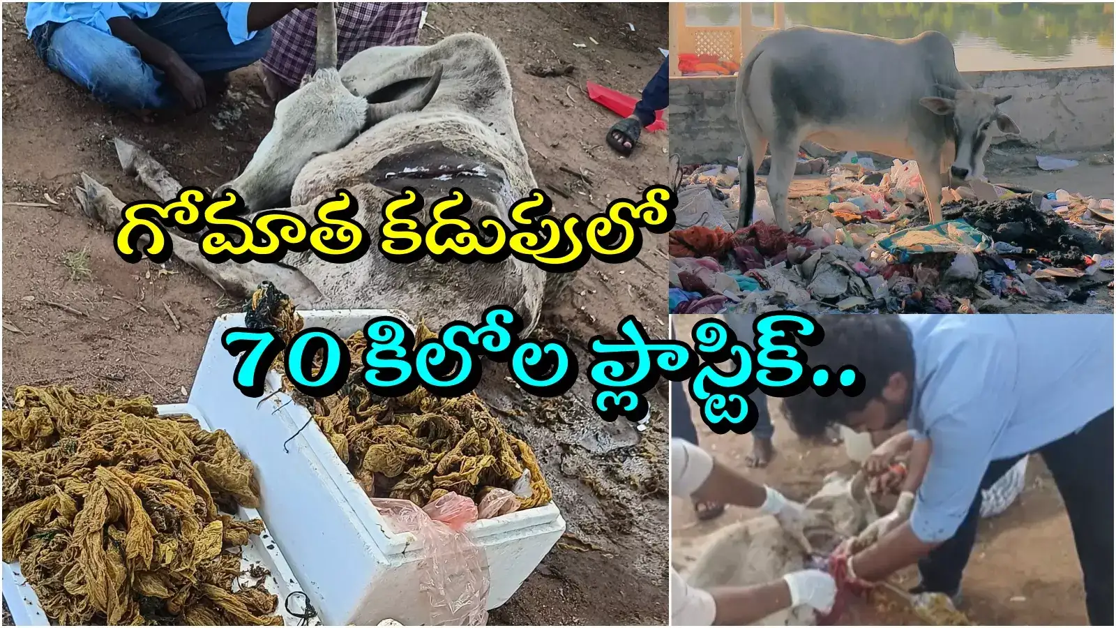 ఆవు కడుపులో 70 కిలోల ప్లాస్టిక్ వ్యర్థాలు.. లాయర్ చొరవతో గోమాతను కాపాడిన పశు వైద్యులు