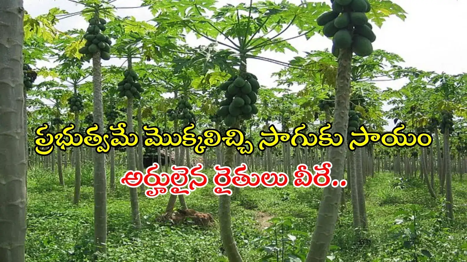 ఉపాధి హామీ పథకం కింద పండ్ల తోటల సాగు.. మూడేళ్లపాటు ప్రభుత్వ సాయం, వివరాలివే...