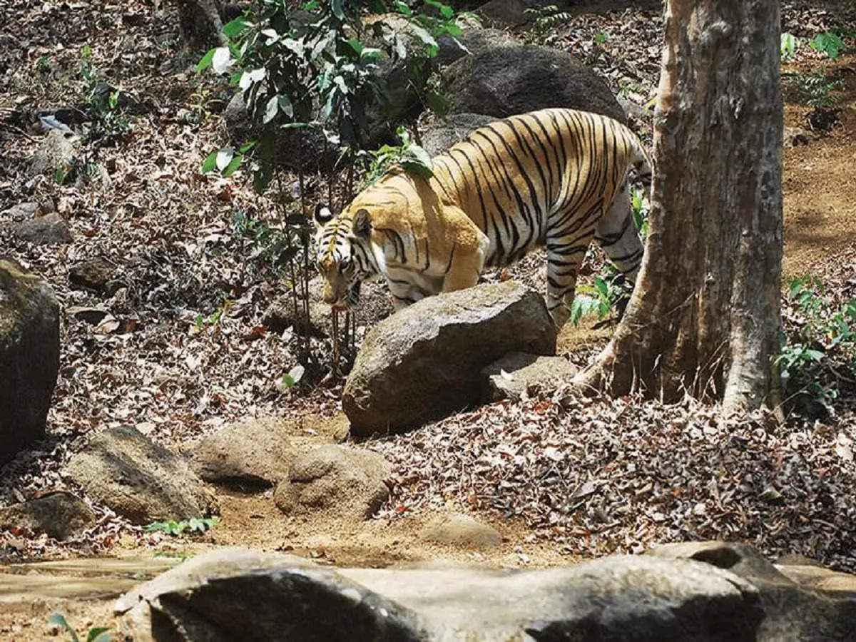 जागतिक व्याघ्रदिनीच आकडा एकने कमी; चंद्रपुरात मृतावस्थेत आढळली वाघीण, मृत्यूचे कारण?