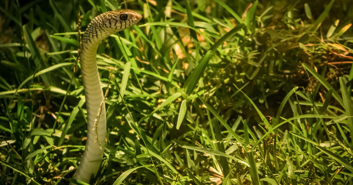 These 5 plants attract snakes, if you plant them in your house then you will make a big mistake