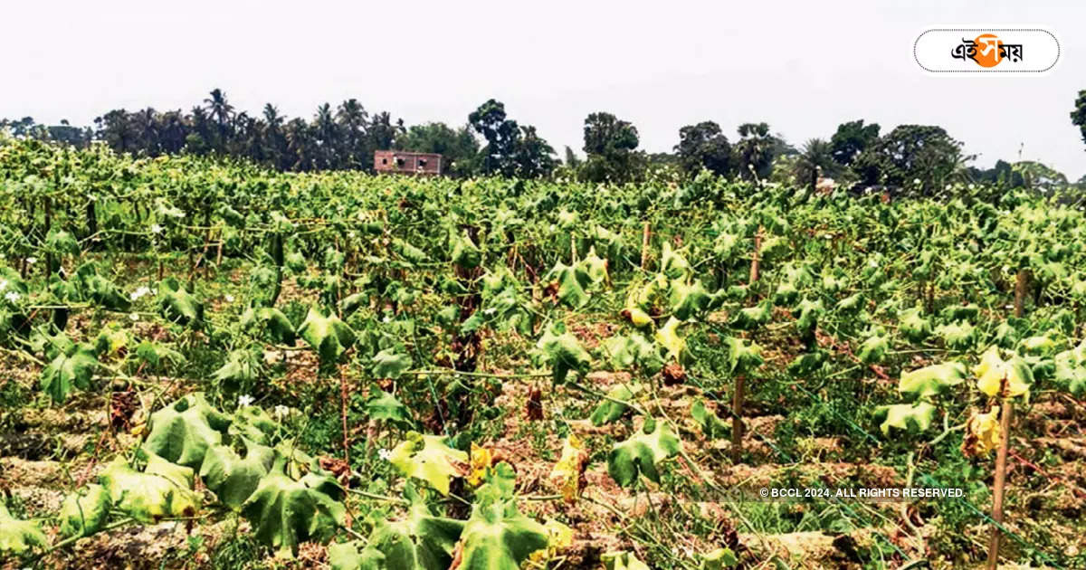 Heat Wave In West Bengal,রোদের তেজে খেতেই শুকিয়ে যাচ্ছে শাক-সব্জি, মাথায় হাত চাষিদের – vegetables are drying due to heat wave farmers are in trouble