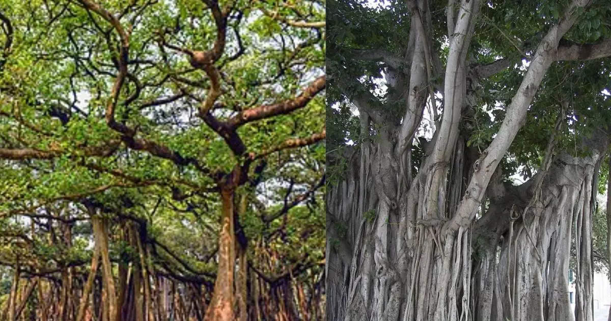 These two cities of India have the world's largest banyan trees, one in UP is more than 500 years old