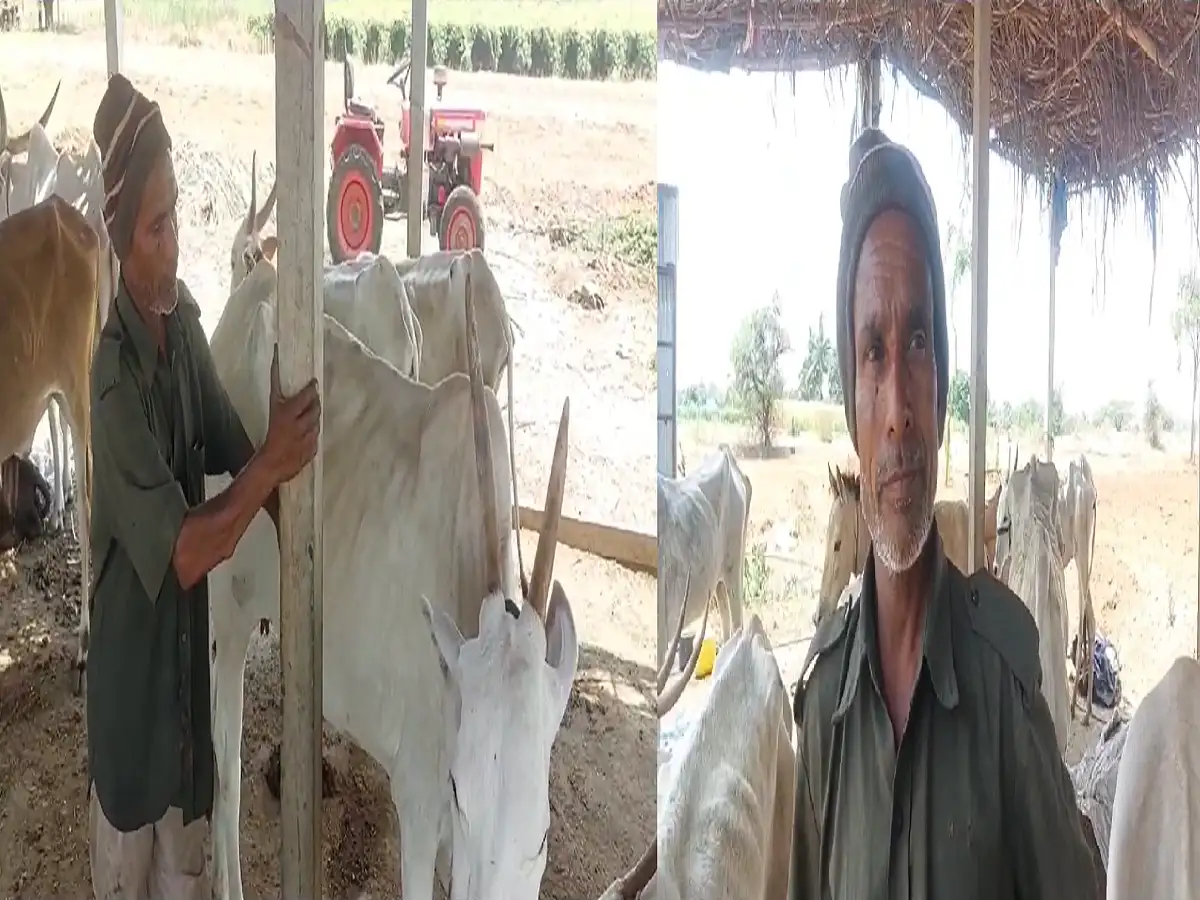 कंडक्टरची नोकरी सोडत संसारावर तुळशीपत्र; गोधनाचा सांभाळ करणाऱ्या सांगलीच्या बंडू पाटीलचा १५ वर्षांचा संघर्ष कंडक्टरची नोकरी सोडत संसारावर तुळशीपत्र; गोधनाचा सांभाळ करणाऱ्या सांगलीच्या बंडू पाटीलचा १५ वर्षांचा संघर्ष