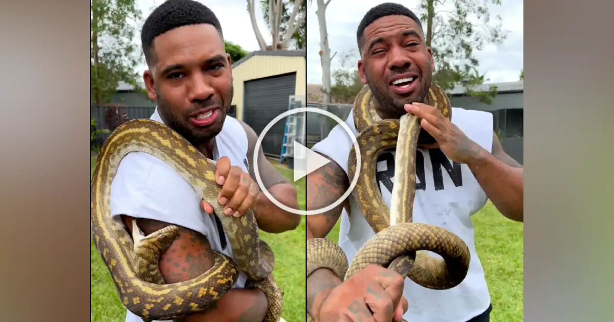 Python Attack Video,अजगराशी खेळ आला अंगाशी, मानेभोवती मारला घट्ट पीळ ...