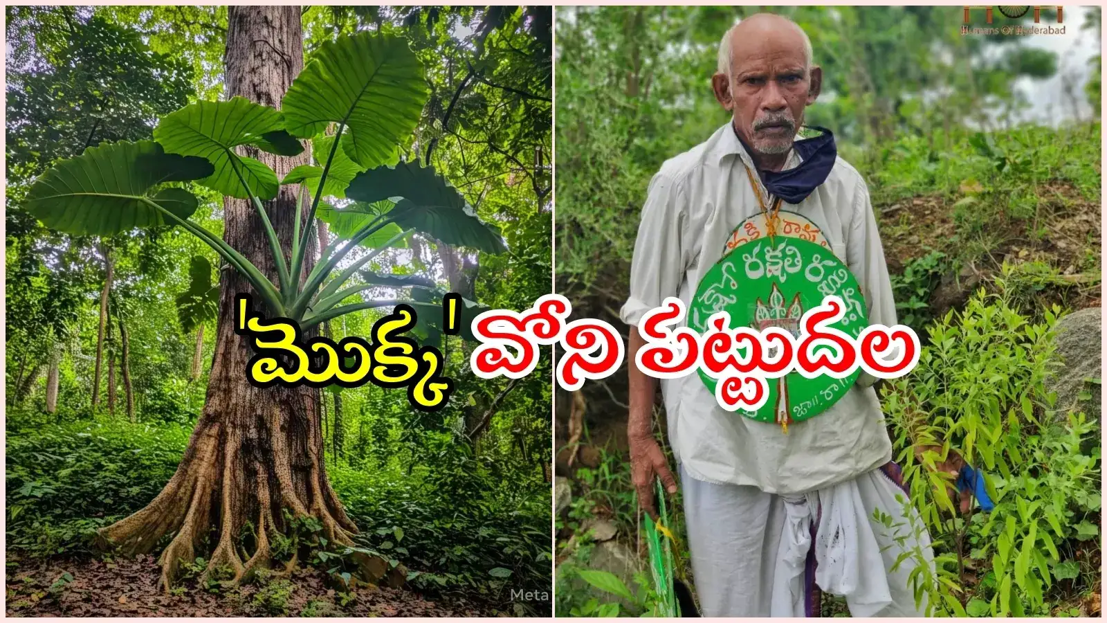 వనజీవి రామయ్యకు మెుక్కలపై ఎంత ప్రేమ.. యాక్సిడెంట్‌ చేసిన వ్యక్తికి అరుదైన శిక్ష, నిజంగా గ్రేట్..!