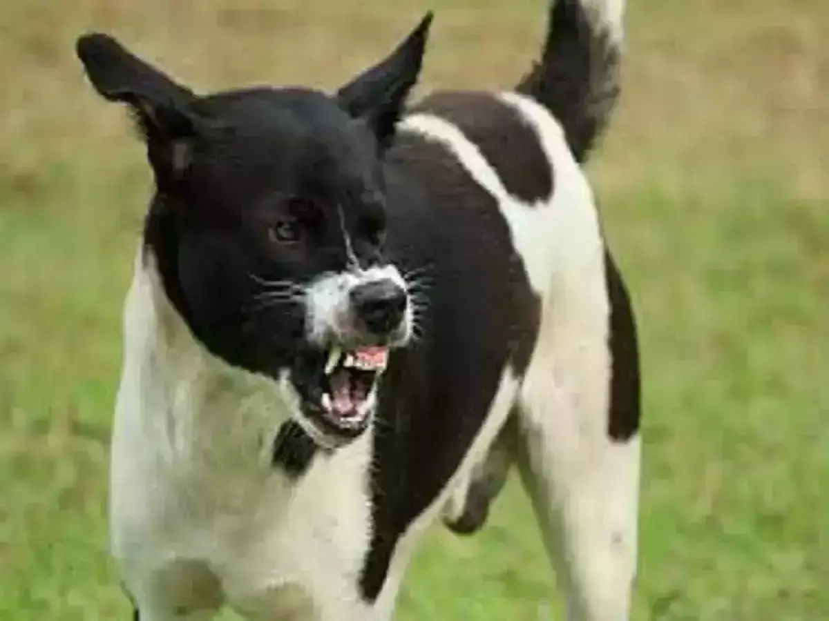 வீட்டிற்குள் நுழைந்து பெண்களை கடித்த வெறிநாய்... ஸ்ரீவில்லிபுத்தூரில் அதிர்ச்சி! 