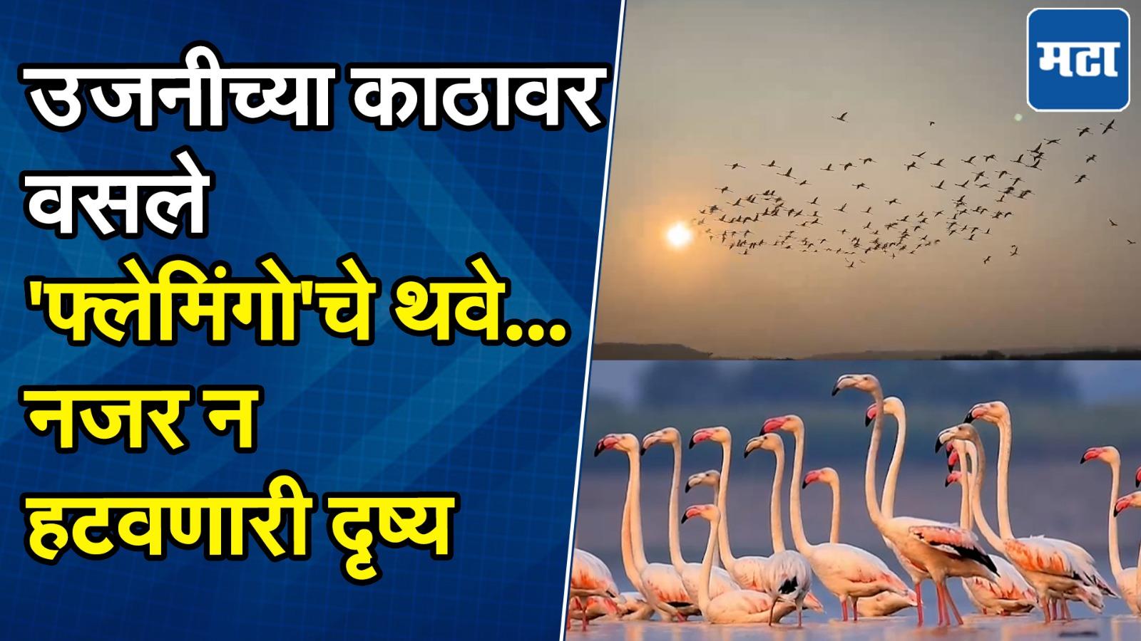 Flamingo Bird At Ujjani : उजनी धरणाच्या पाणलोट क्षेत्रात आले गुलाबी पंखांचे परदेशी पाहुणे; पर्यटकांना आनंद