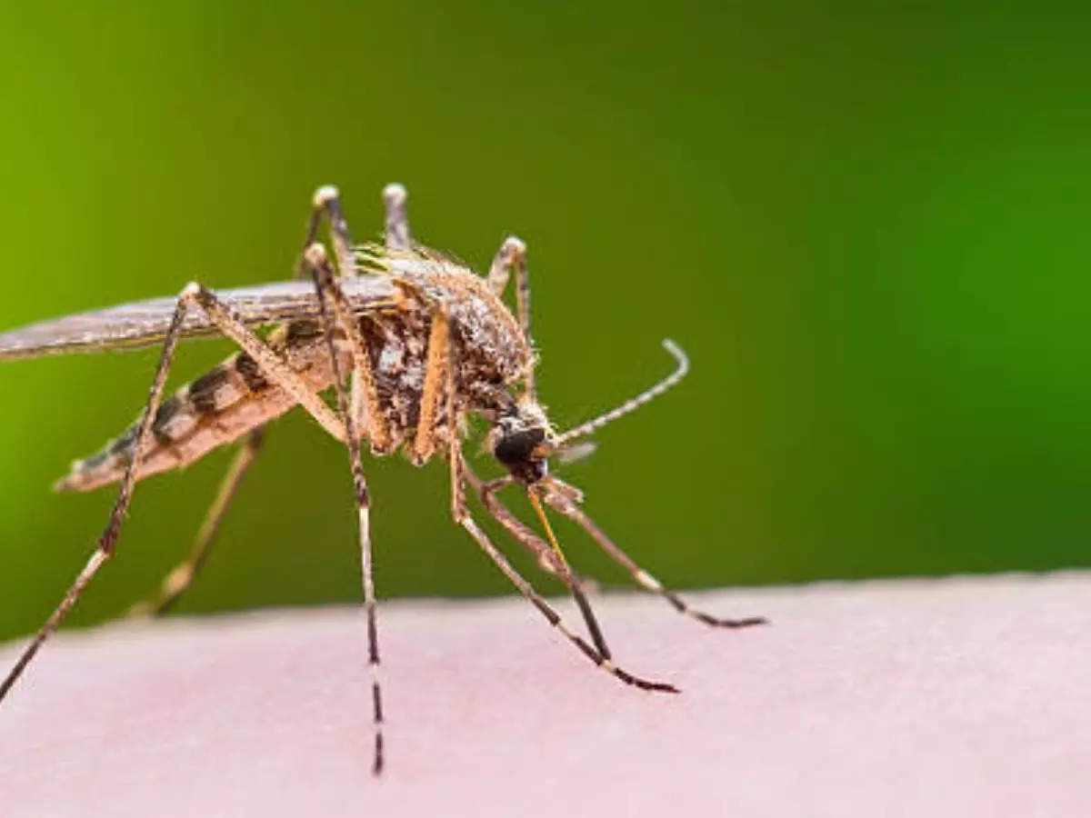 How To Identify Dengue Mosquito,Dengue: कैसा दिखता है डेंगू मच्छर, आस-पास कैसे करें इसकी पहचान? जानिए - how to identify dengue mosquito and what time do aedes aegypti bite here know everything -