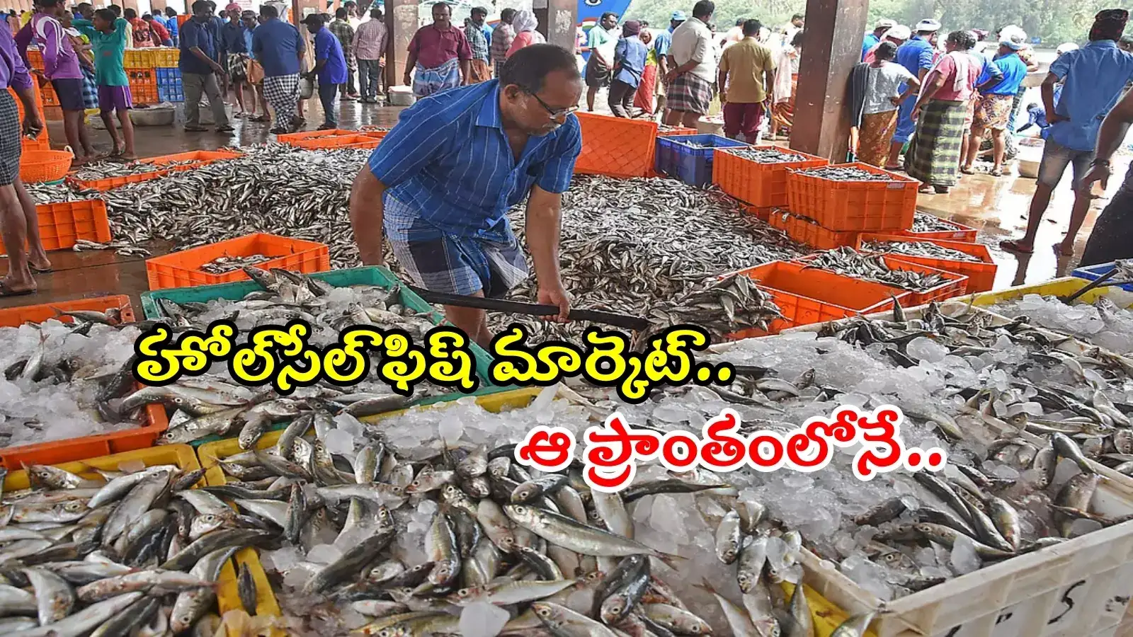 హైదరాబాద్ శివారులో మంచినీటి చేపల ఎగుమతి హబ్‌.. ఇక తక్కువ ధరకే చేపలు దొరుకుతాయ్..!