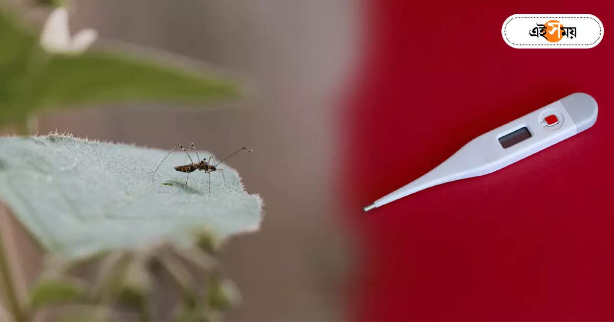 Dengue Fever,হালকা জ্বরও হতে পারে ডেঙ্গির লক্ষণ, সতর্ক স্বাস্থ্য দপ্তরের – mild fever can also be symptom of dengue warns health department