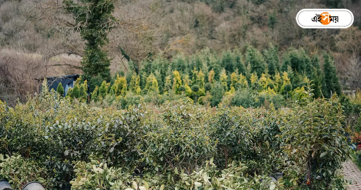 Indigo Cultivation In West Bengal,বিদ্রোহের সেই বাংলায় ফিরে আসছে নীল চাষ! – purulia manbazar 1no block indigo cultivation has started again