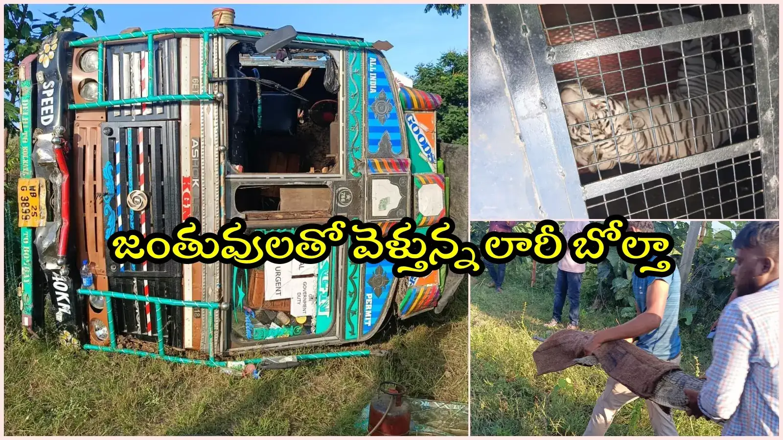 నిర్మల్: మొసళ్లు, ఏనుగులను తరలిస్తున్న లారీ బోల్తా.. రోడ్డుపై పడిపోయిన మొసళ్లు