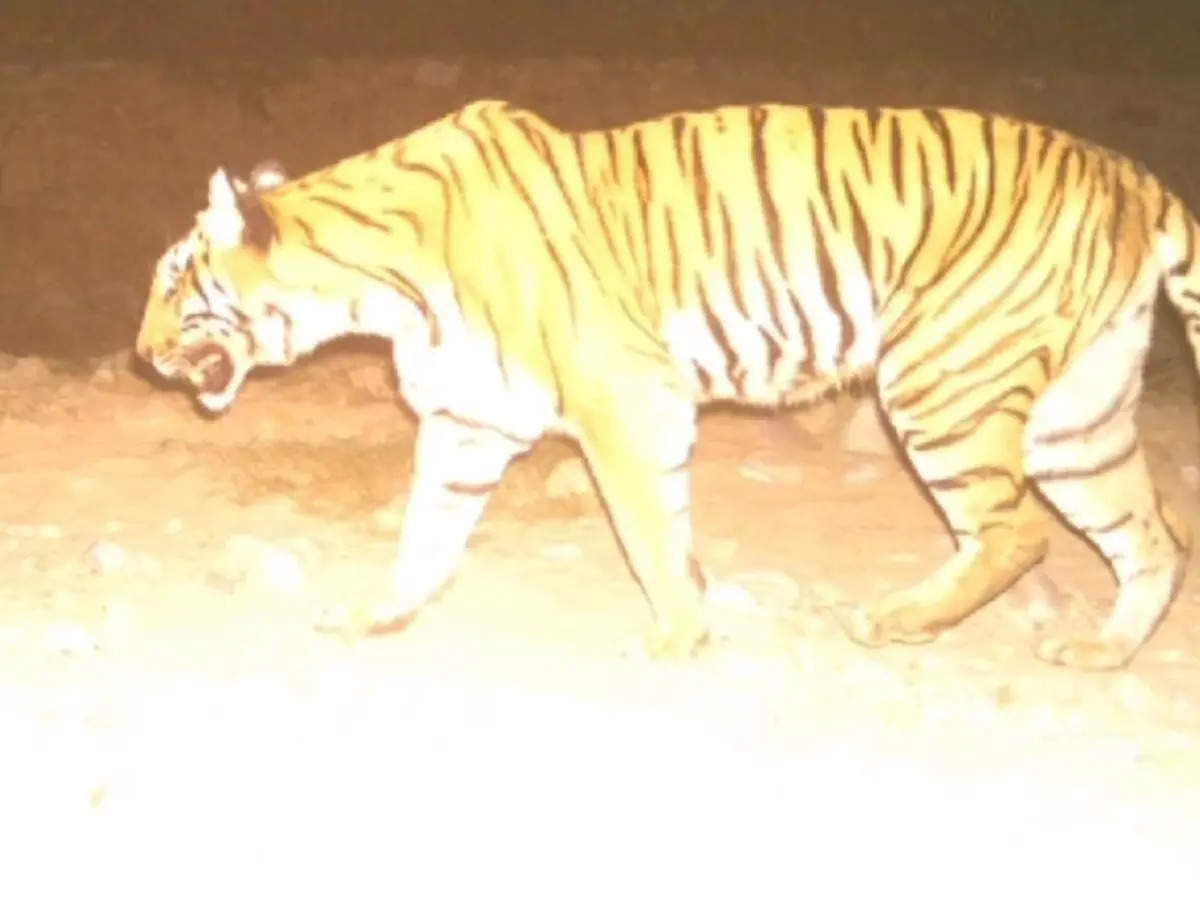 Corbett administration caught the tiger which was targeting cattle along with its cub and sent it to the rescue centre.