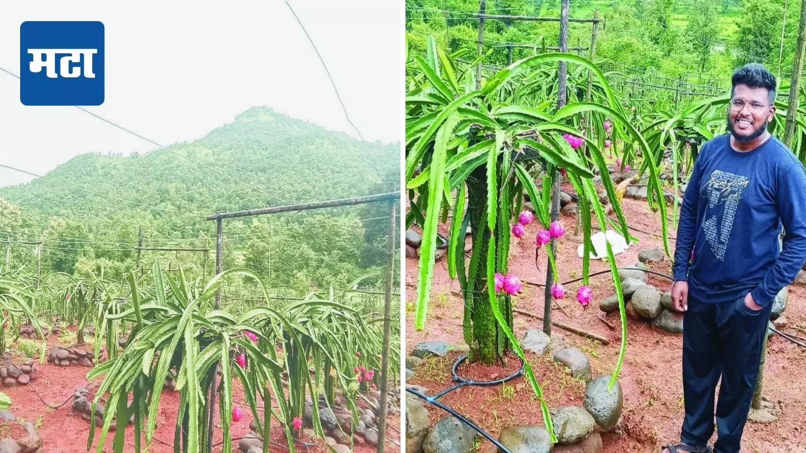 लॉकडाऊनमध्ये मुंबई सोडून गाव गाठलं, पारंपरिक शेतीला फाटा देत ड्रॅगन फ्रूटची लागवड; तरुणाची वर्षाला लाखोंची कमाई