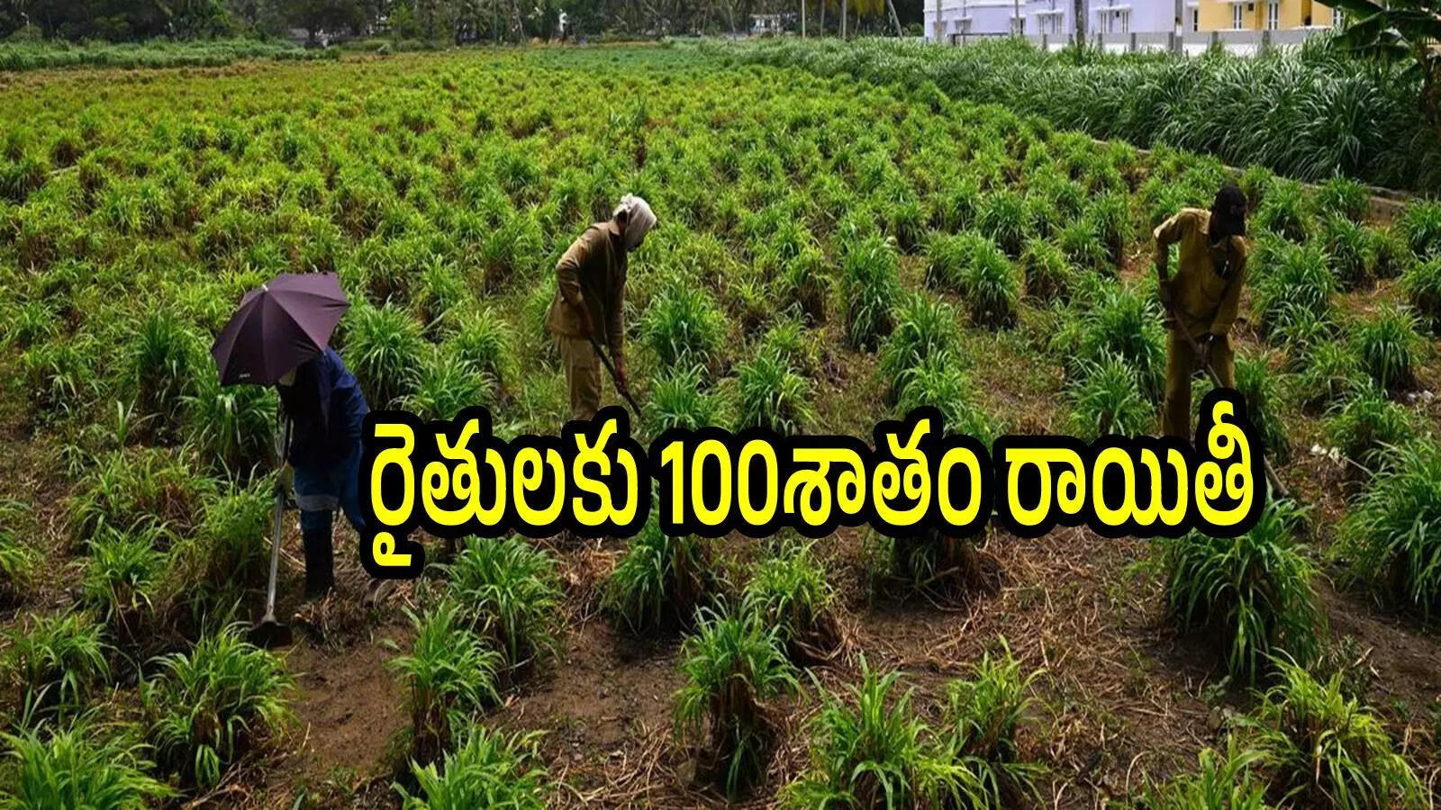 ఏపీలో రైతులకు గుడ్‌న్యూస్.. ఈ పంట సాగు చేస్తే అర ఎకరాకు రూ.33వేలు ఉచితంగా ఇస్తారు.. దరఖాస్తు చేస్కోండిలా